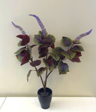 SP0296 Beefsteak Plant / Perilla Mint 51cm