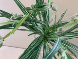 SP0310 Spider Plant 57cm