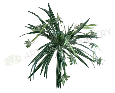 SP0310 Spider Plant 57cm