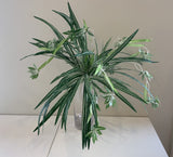 SP0310 Spider Plant 57cm