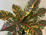 SP0339  Faux Red Croton Plant 33cm Australia Perth Artificial Plants | ARTISTIC GREENERY