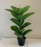 SP0350 Rubber Plant / Rubber Fig 75cm