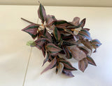 Purple - SP0358 Silk Wandering Jew Bunch 39cm 2 Styles | ARTISTIC GREENERY