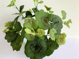 SP0395 Begonia / Merry Go Round Plant 30cm | ARTISTIC GREENERY