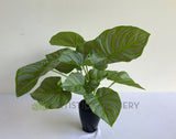 SP0401 Artificial Calathea Peacock Plant 32cm | ARTISTIC GREENERY