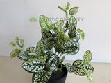 SP0407 Faux Polka Dot Plant 43cm | ARTISTIC GREENERY