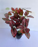 SP0407R Faux Hypoestes / Red Polka Dot Plant 43cm | ARTISTIC GREENERY