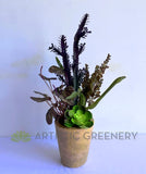 SP0425 Artificial Potted Succulent & Greenery 54cm (SPECIAL) | ARTISTIC GREENERY Indoor Imitation Plants Australia