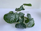 SP0438 Artificial Lilypad Begonia 32cm | ARTISTIC GREENERY