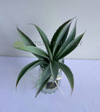 SP0441 Imitation Aloe Vera 27cm Grey | ARTISTIC GREENERY