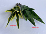 SP0442 Artificial Small Mother-in-law's Tongue / Snake Plant / Sansevieria 24cm Variegated / Dark Green | ARTISTIC GREENERY