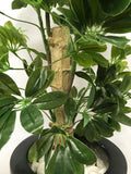 T0014 Schefflera / Dwarf Umbrella Tree 100cm Real Touch