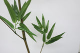 bamboo zoom