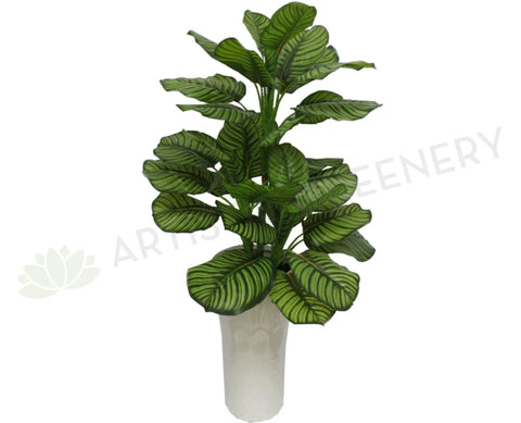 T0062 Calathea Orbifolia