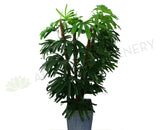 T0085 Lady Finger Palm 170cm