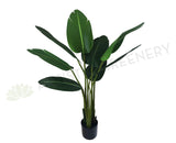 T0119 SML Giant Bird of Paradise Plant / Strelitzia Nicolai 120cm