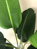 T0119 SML Giant Bird of Paradise Plant / Strelitzia Nicolai 120cm