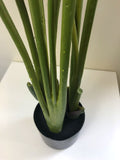 T0119 SML Giant Bird of Paradise Plant / Strelitzia Nicolai 120cm