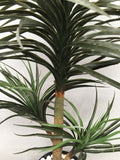 T0120 Madagascar Dragon Tree (Dracaena Mariginata) 150cm