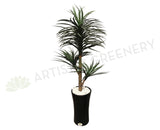 T0120 Madagascar Dragon Tree (Dracaena Mariginata) 150cm