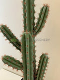 T0160 Cactus in Pot 4 Styles 70-78cm