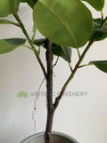 T0166 Rubber Tree 180cm