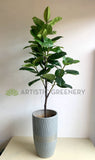 T0166 Rubber Tree 180cm