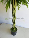 T0168 Banana-leaf Ficus Twisted Base 180cm