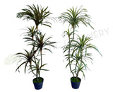 T0173 Faux Dracaena Marginata Yucca 130cm Green or Red | ARTISTIC GREENERY