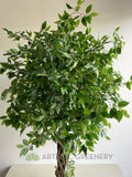 T0176 Faux Ficus Tree with Braided Roots 150cm | ARTISTIC GREENERY