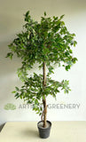 T0177 Ficus Tree 2 Tiers 150cm