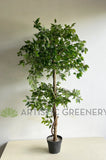 T0177 Imitation Ficus Tree 2 Tiers 150cm Australia Perth | ARTISTIC GREENERY