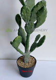 T0180 Artificial Barbary Fig / Prickly Pear Cactus 2 Sizes (76cm / 112cm)  | ARTISTIC GREENERY