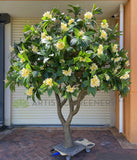 T0185 Artificial Frangipani / Plumeria Tree 250cm Tall | ARTISTIC GREENERY