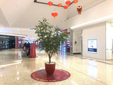 The Square Mirrabooka - Wishing Tree for Chinese New Year Activity