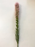 F0182 Liatris / Gayfeather / Blazing Stars Single Stem 79cm Purple / Pink