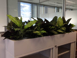 Iluka - Artificial Plants for Filing Cabinets