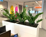 Shaw and Partners Perth - Artificial ZZ Plants & Areca Palm for Tambour Units